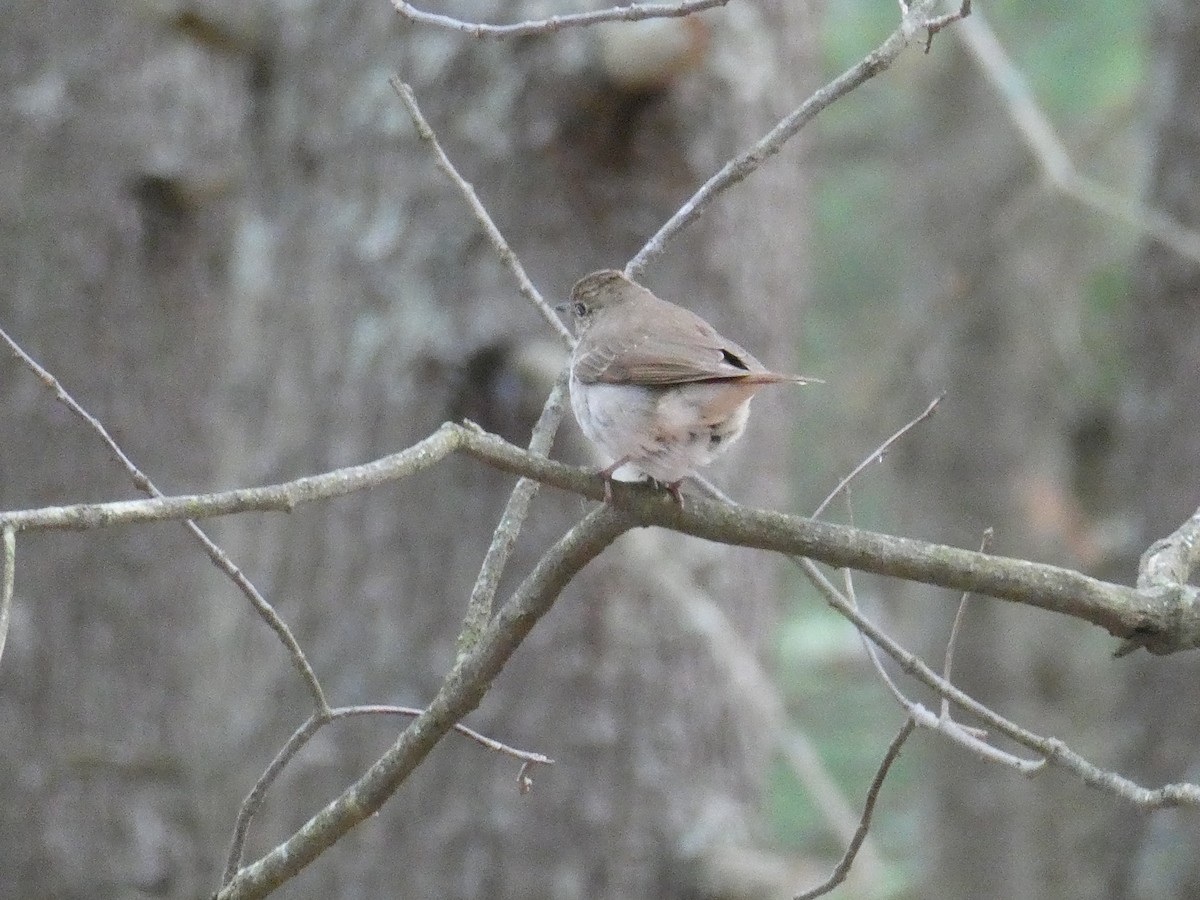 Hermit Thrush - ML634348062