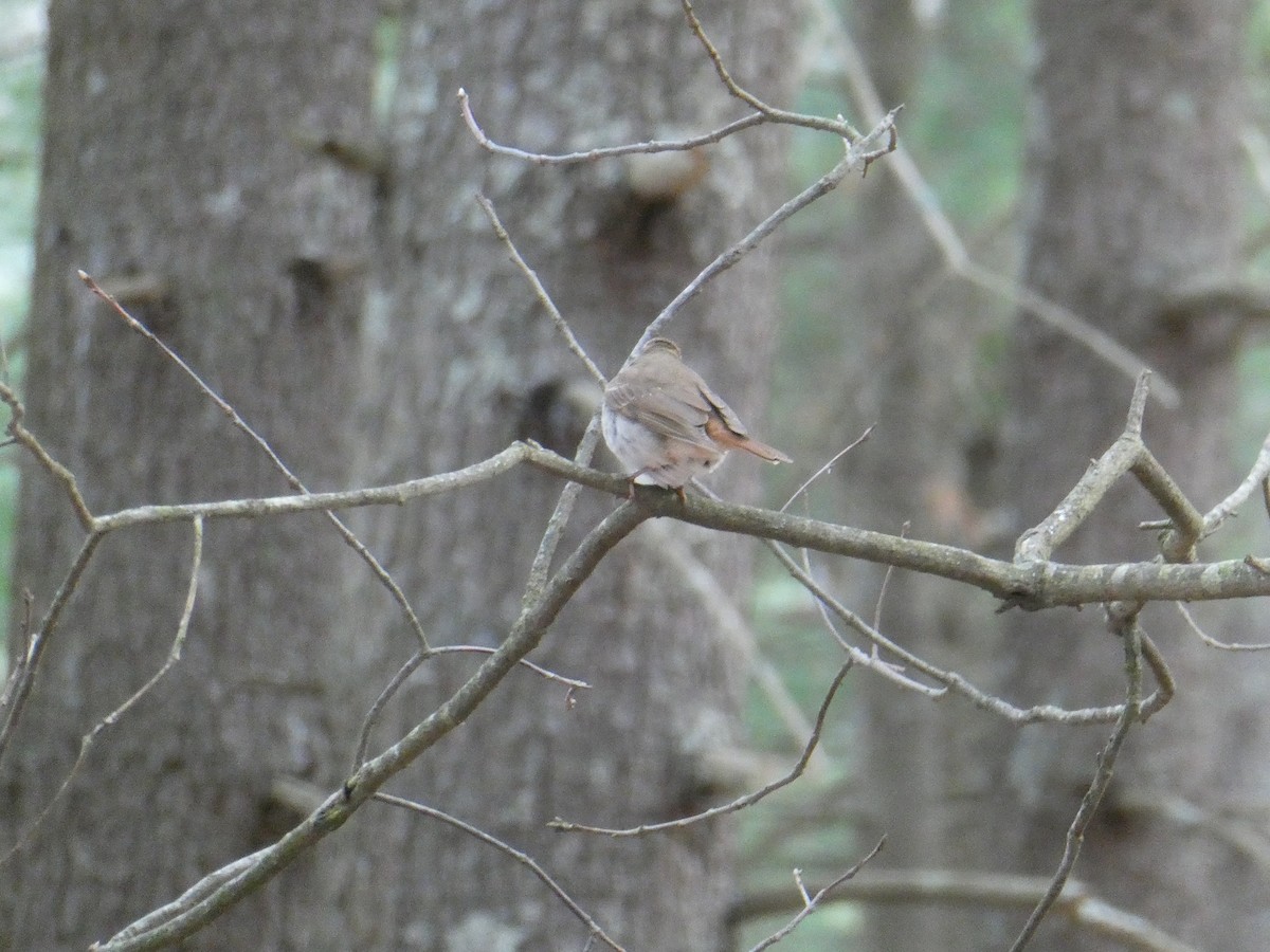 Hermit Thrush - ML634348063