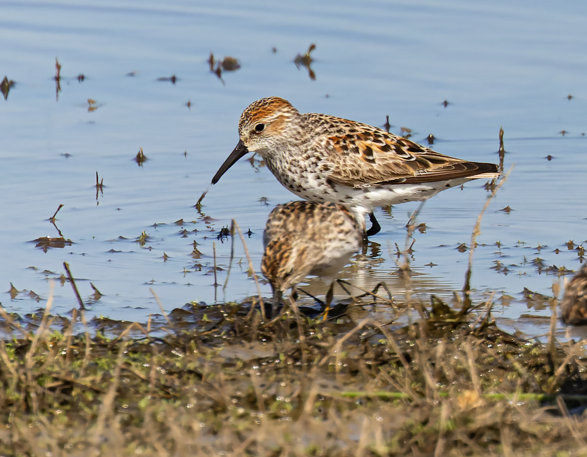 Western Sandpiper - ML634348064