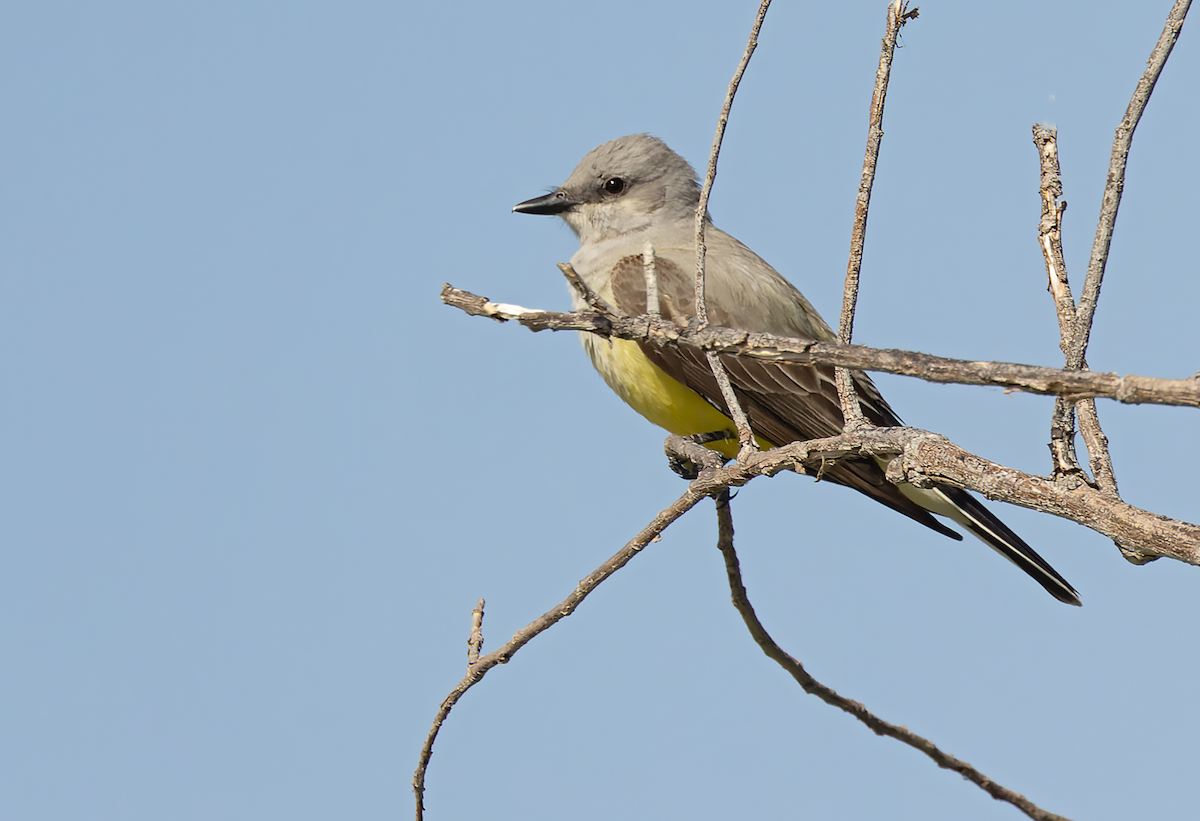 Western Kingbird - ML634348088