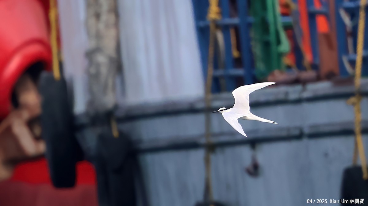 Black-naped Tern - ML634348117