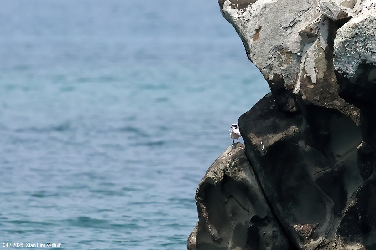Black-naped Tern - ML634348118
