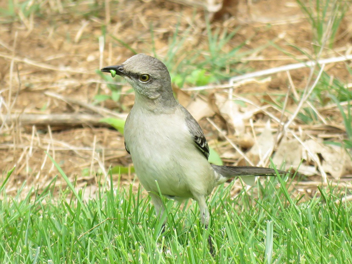 Northern Mockingbird - ML634348131