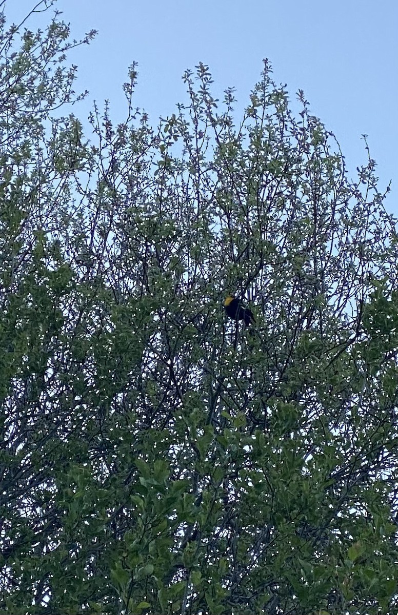Yellow-headed Blackbird - ML634348240