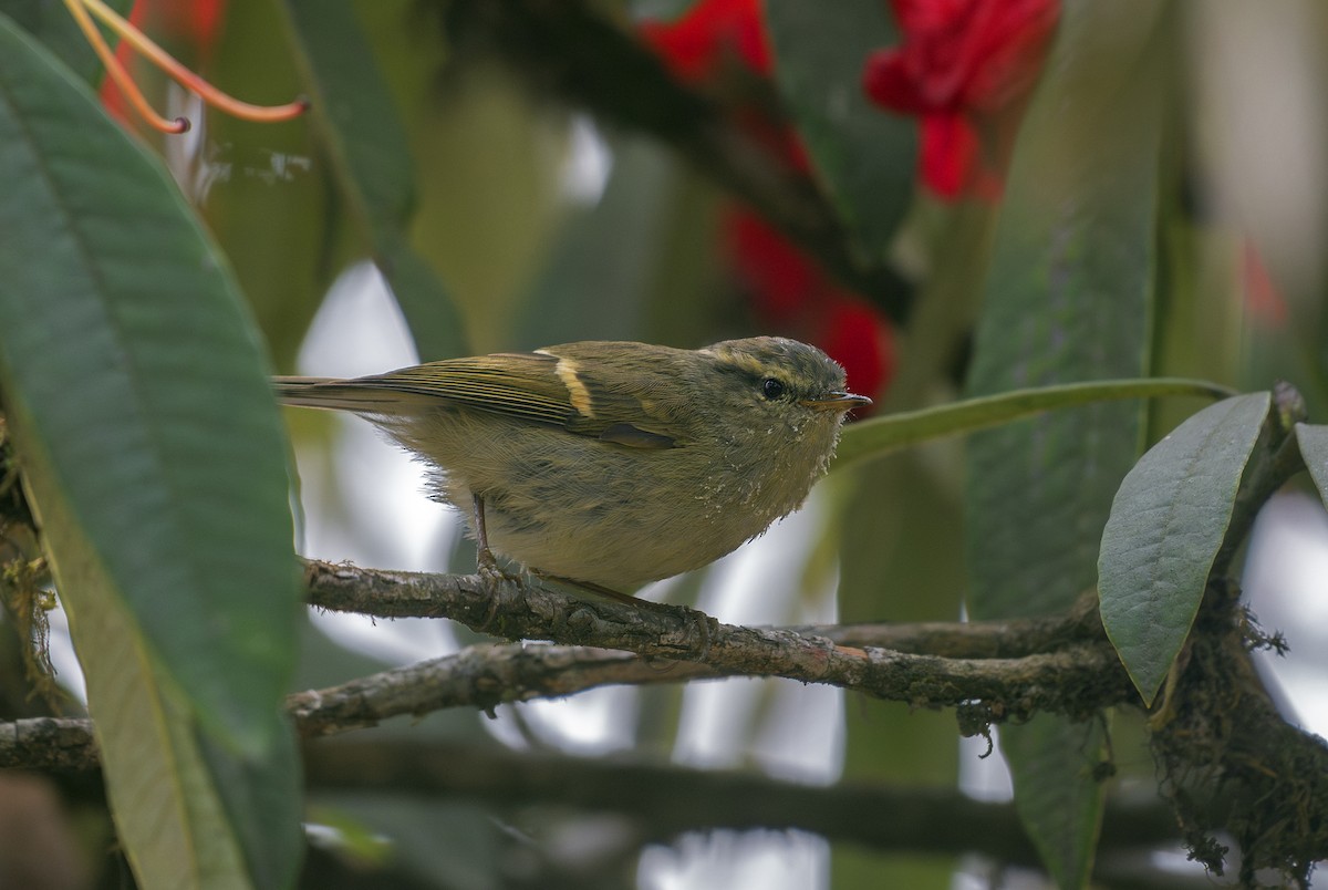 Buff-barred Warbler - ML634348266