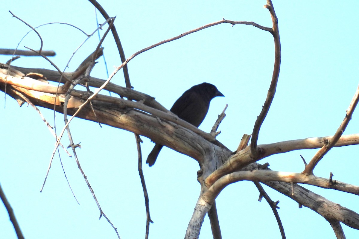 Bronzed Cowbird - ML634348278
