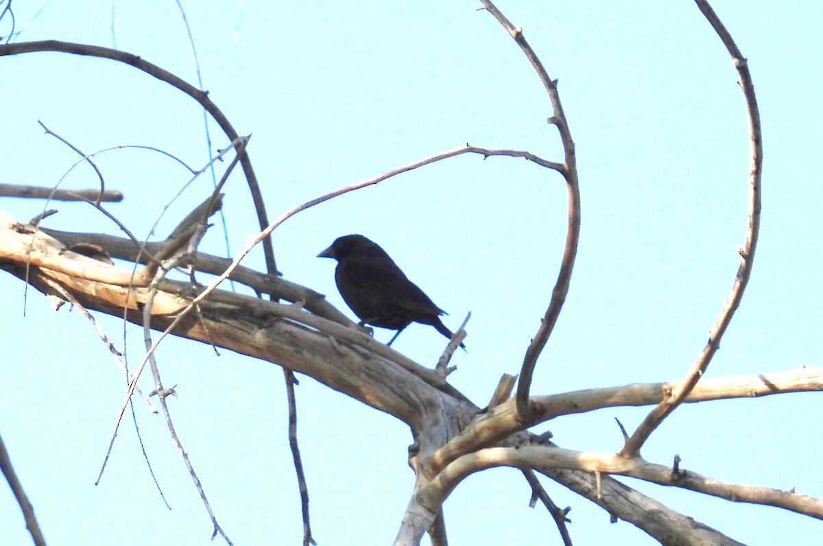 Bronzed Cowbird - ML634348279