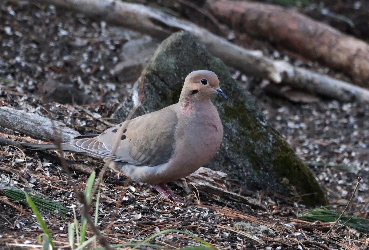 Mourning Dove - ML634348288