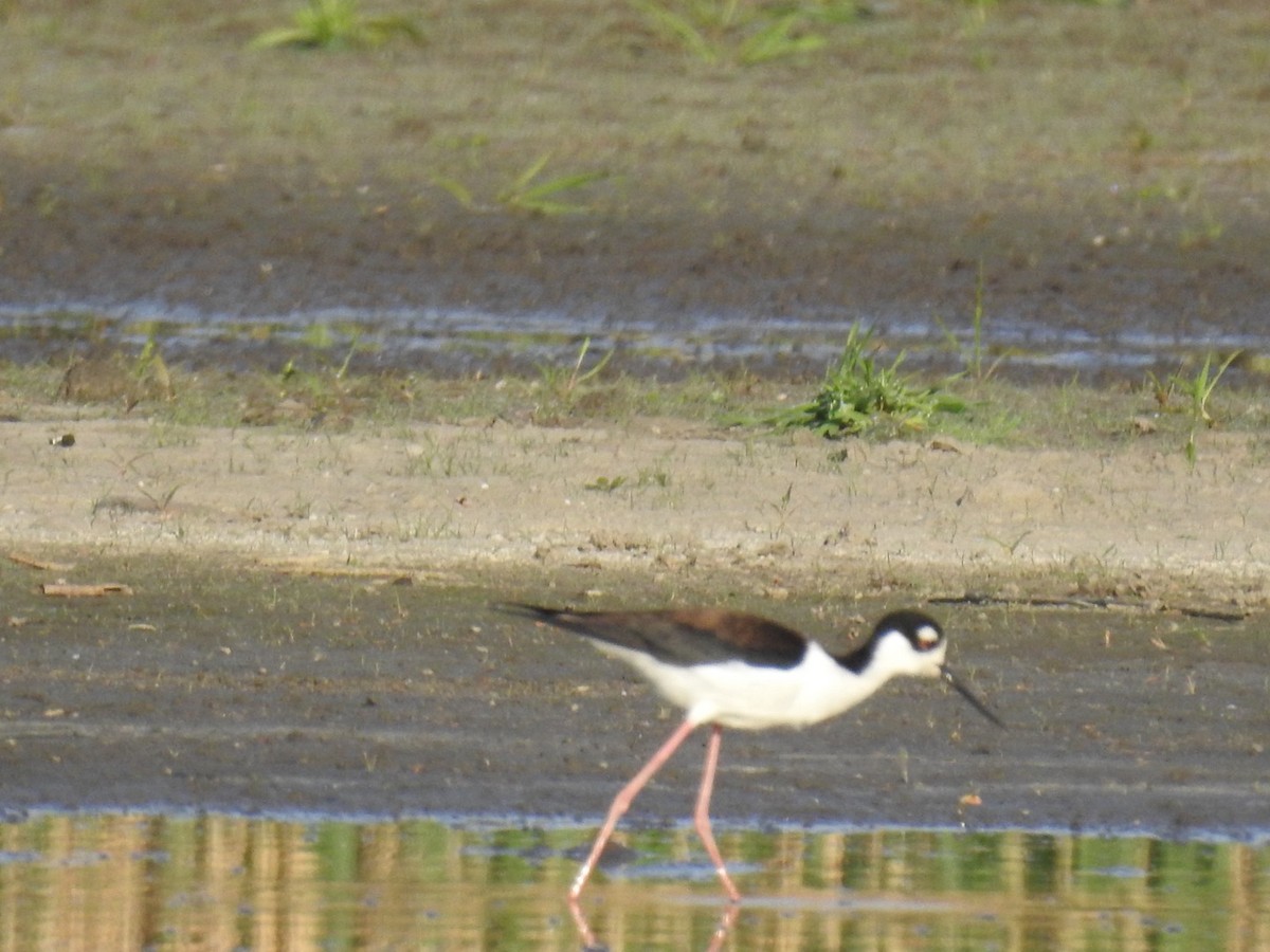 Black-necked Stilt - ML634348312