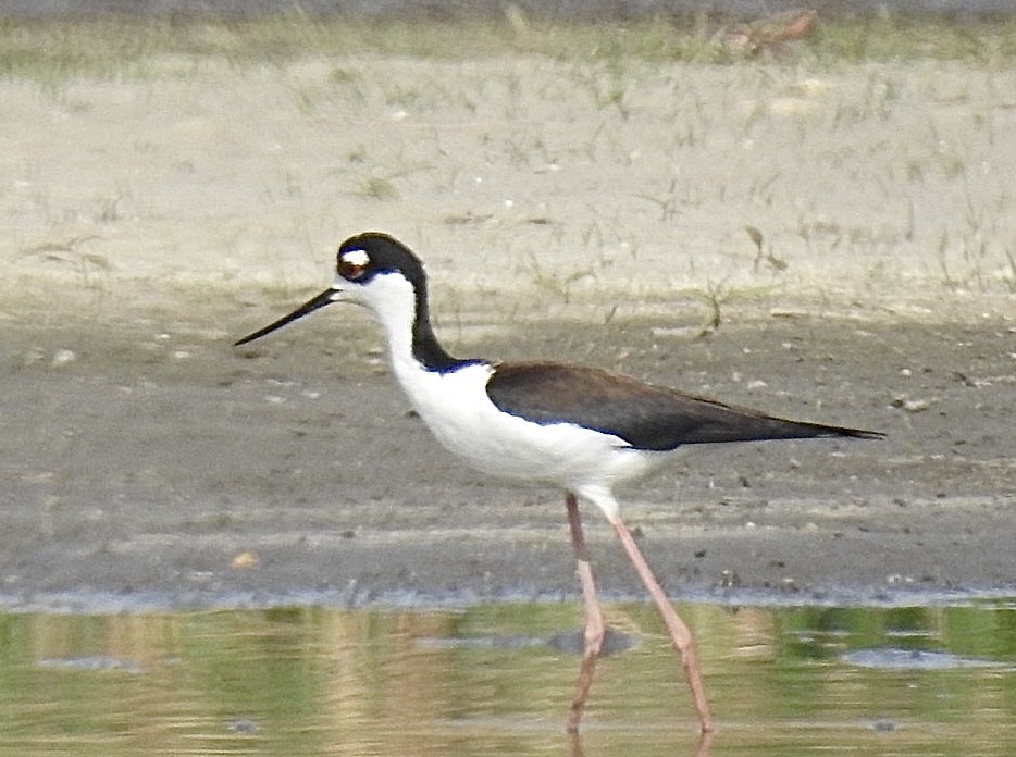 Black-necked Stilt - ML634348313