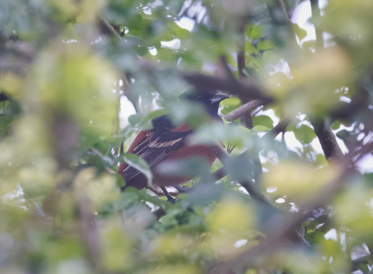 Orchard Oriole - ML634348374