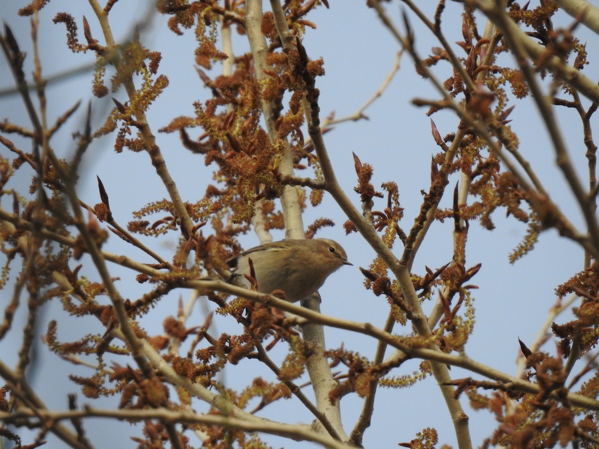 Common Chiffchaff - ML634348418