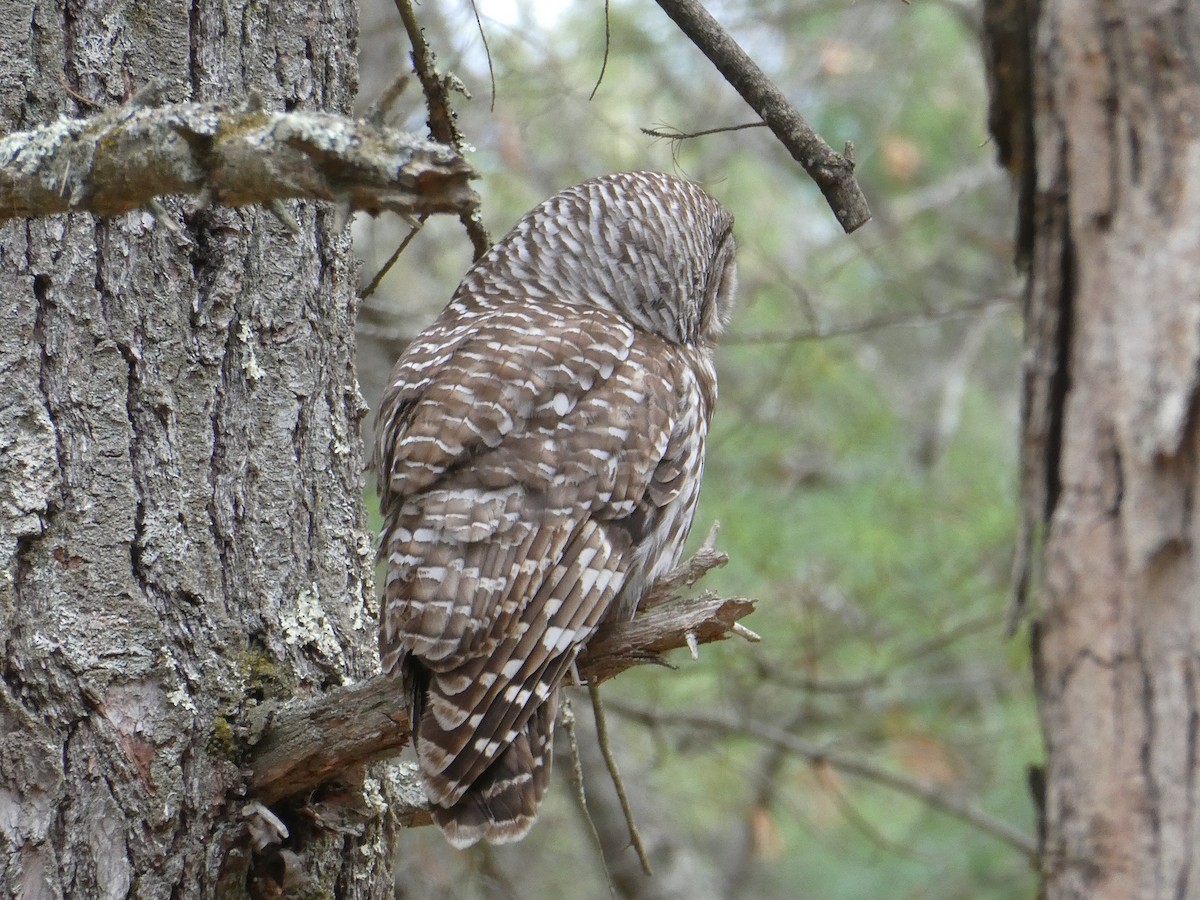Barred Owl - ML634348426