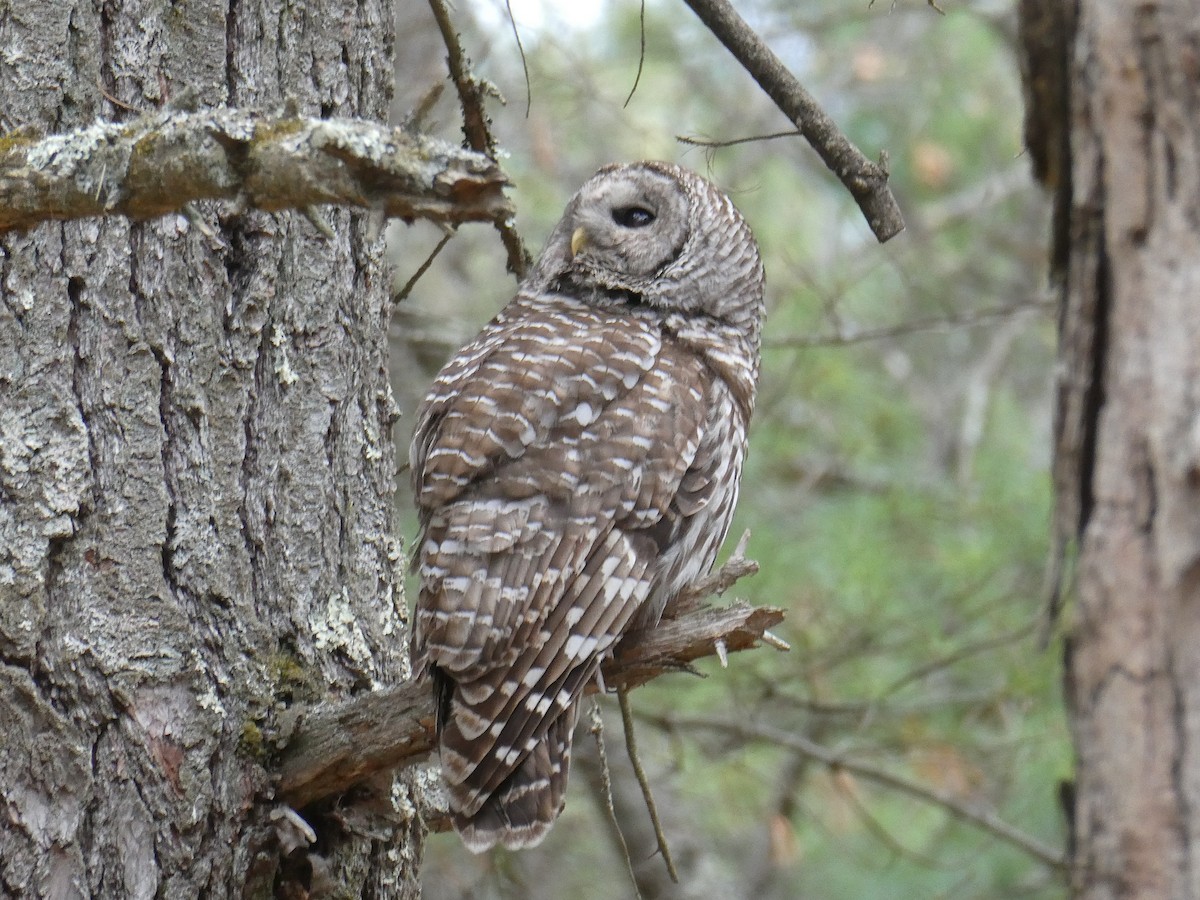 Barred Owl - ML634348427