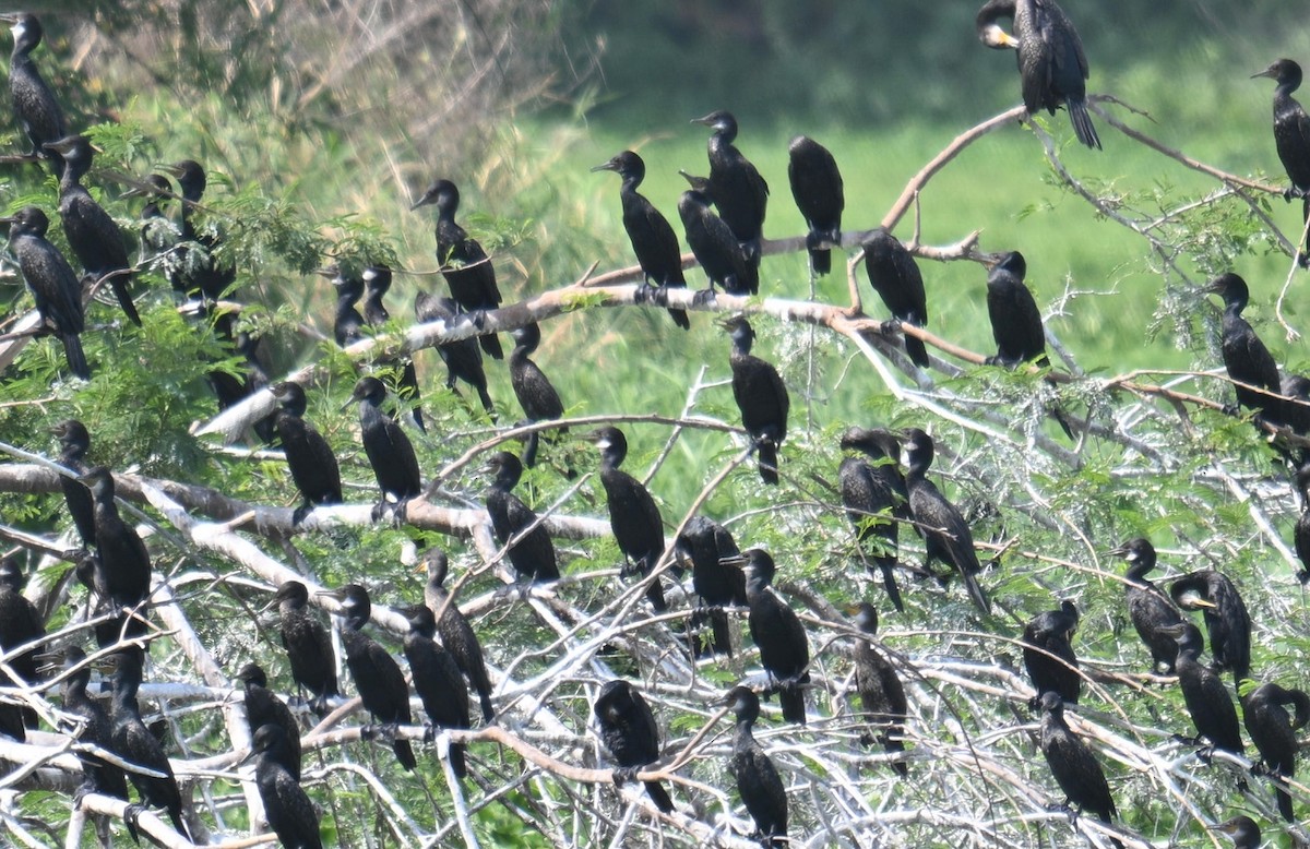 Indian Cormorant - Anonymous