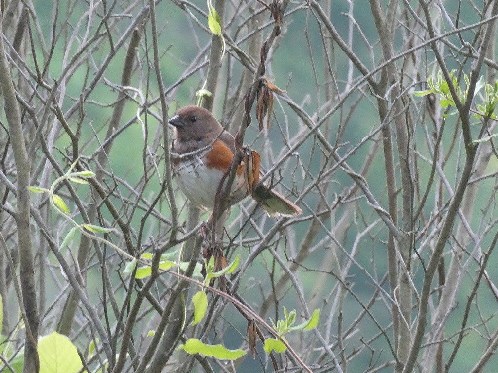 Eastern Towhee - ML634348611