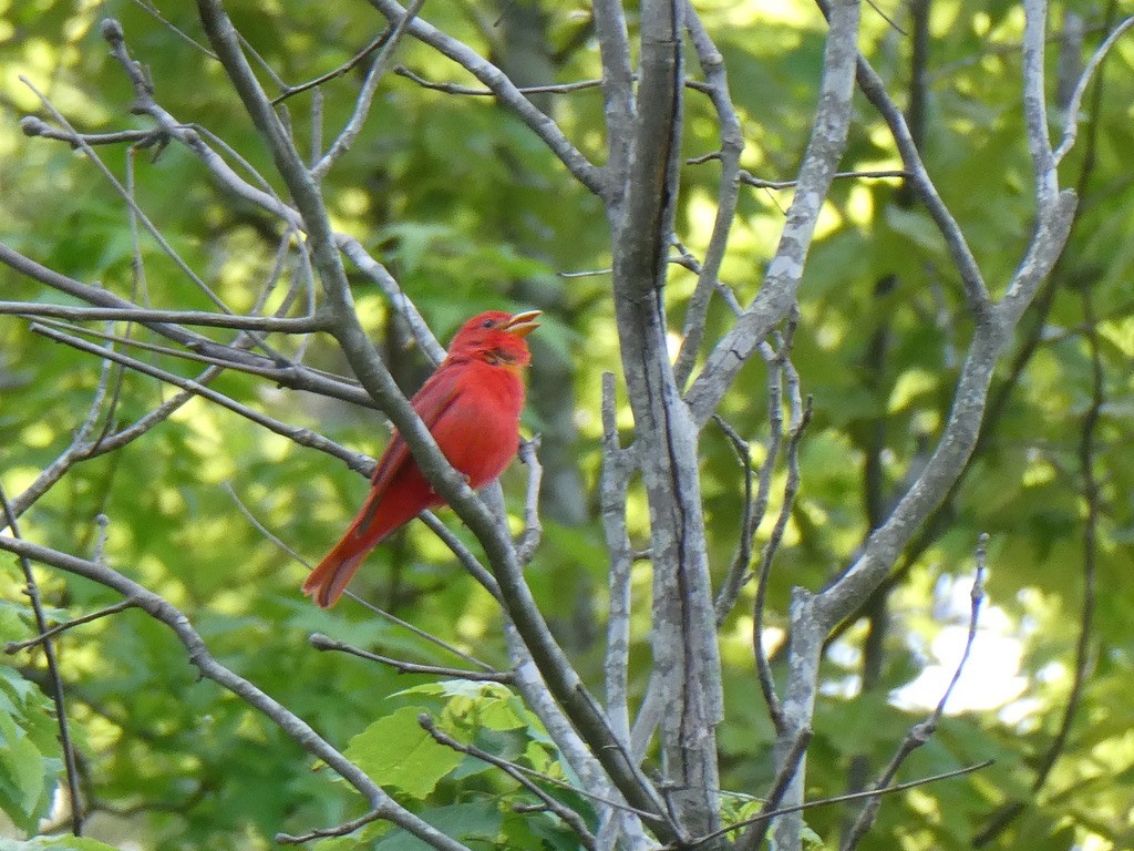 Summer Tanager - ML634348634