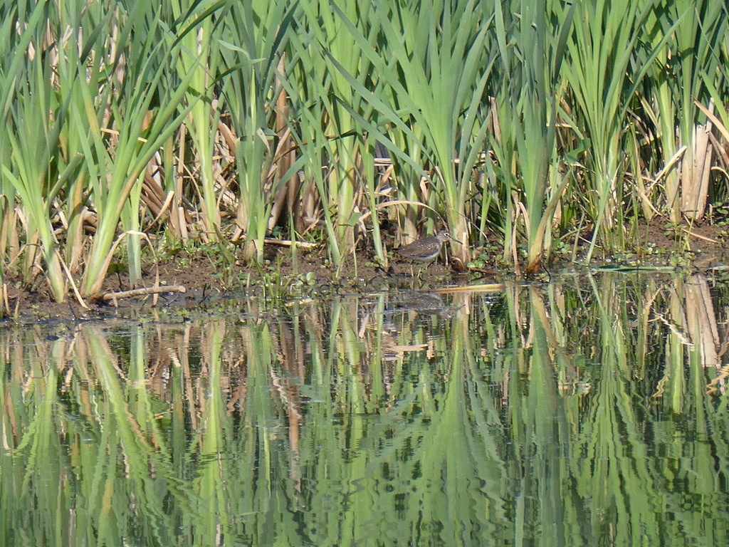Solitary Sandpiper - ML634348649