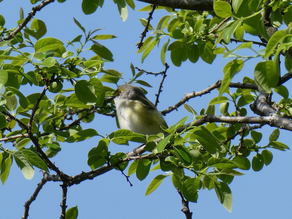 White-eyed Vireo - ML634348663