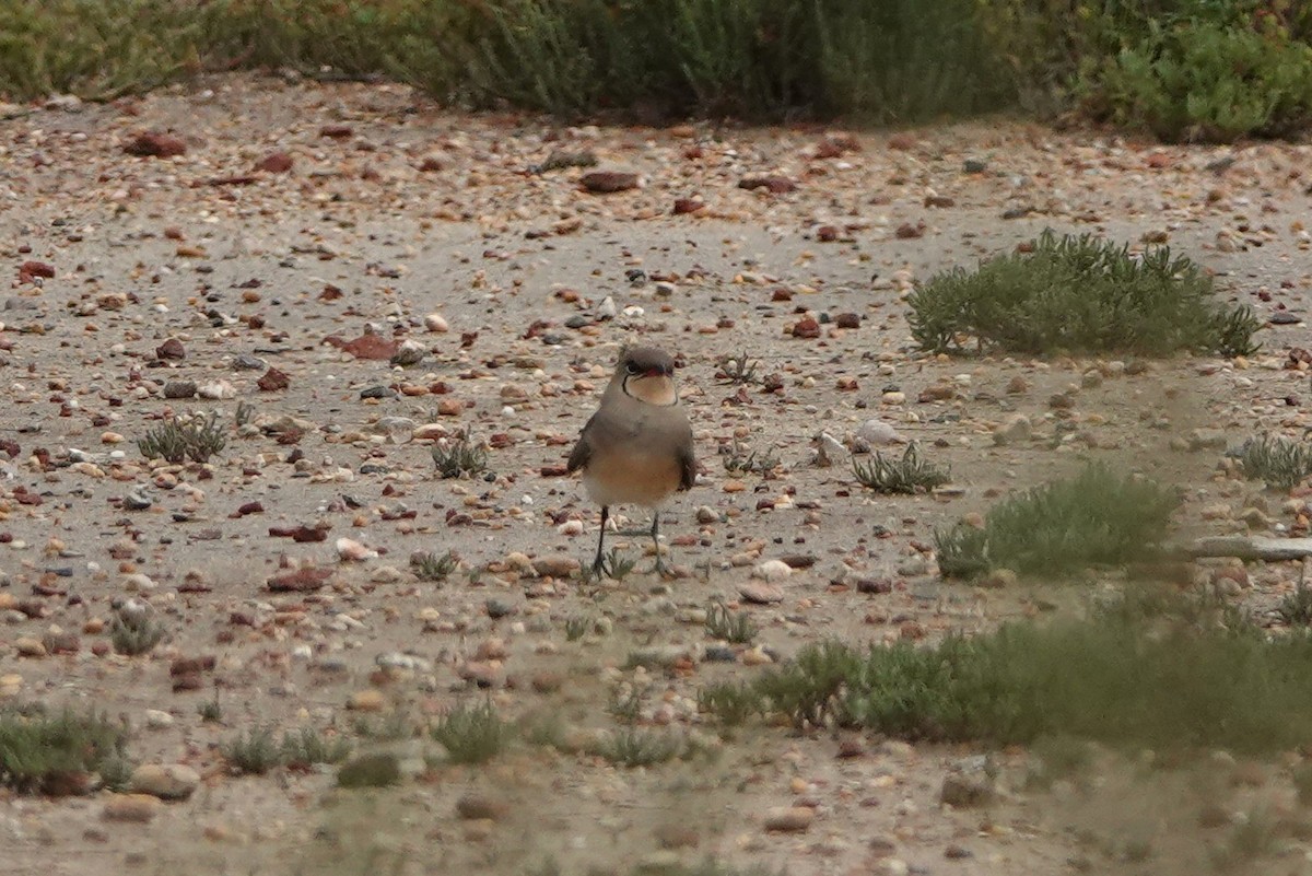 Луговая тиркушка - ML634348849