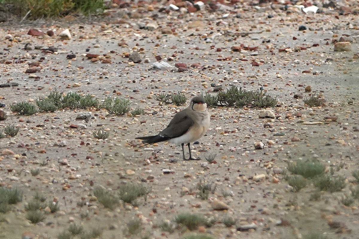 Луговая тиркушка - ML634348850