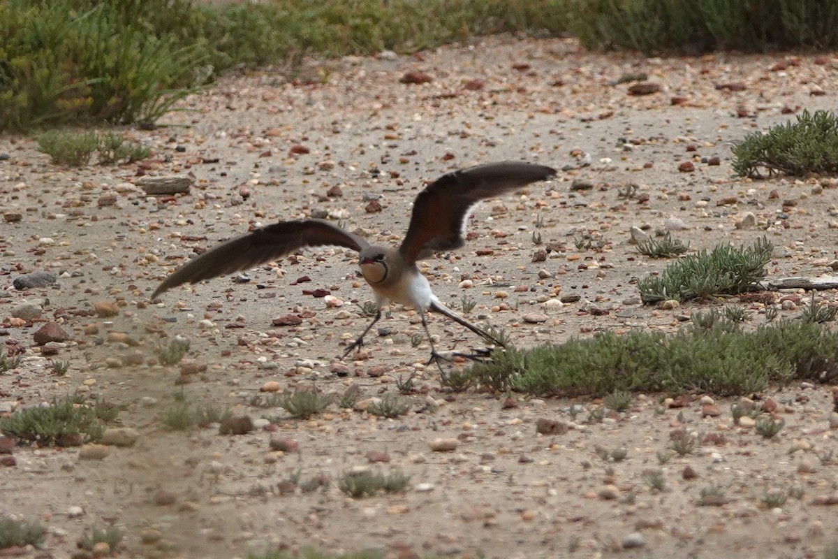 Луговая тиркушка - ML634348851