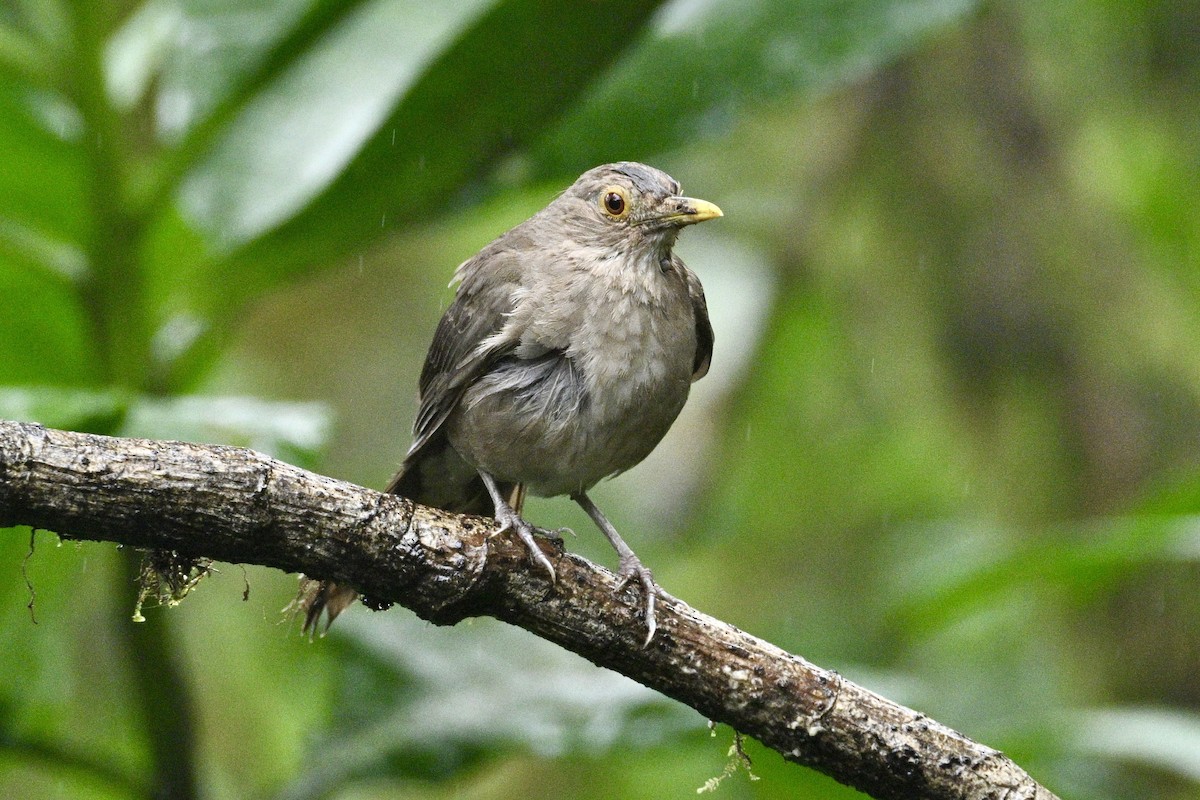Ecuadorian Thrush - ML634348924