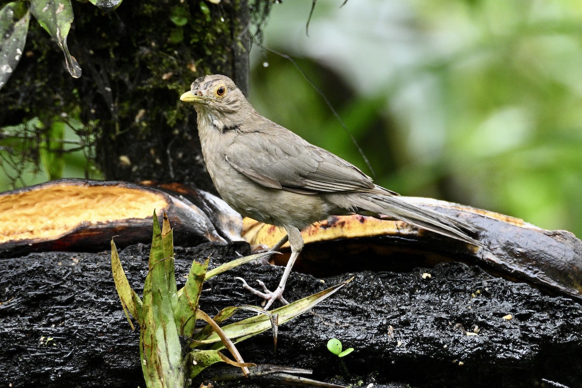 Ecuadorian Thrush - ML634348925