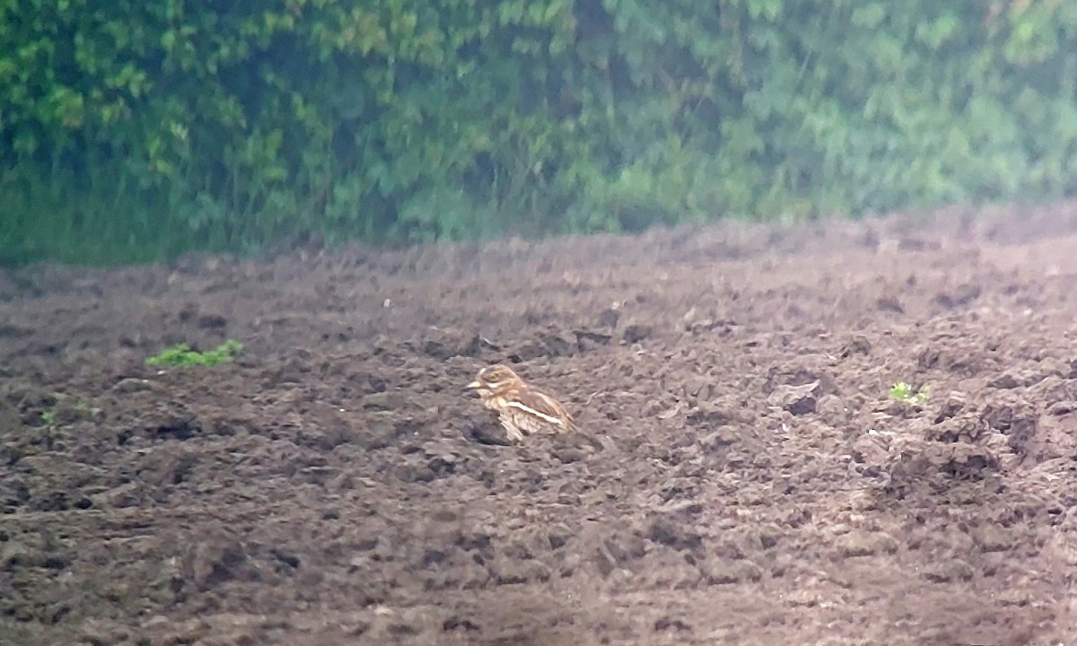 dytík úhorní - ML634348947