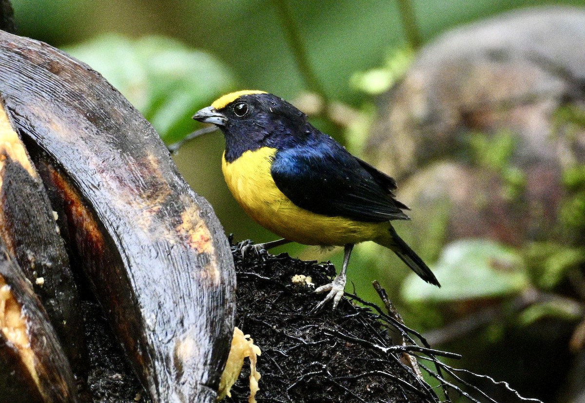 Orange-bellied Euphonia - ML634348949