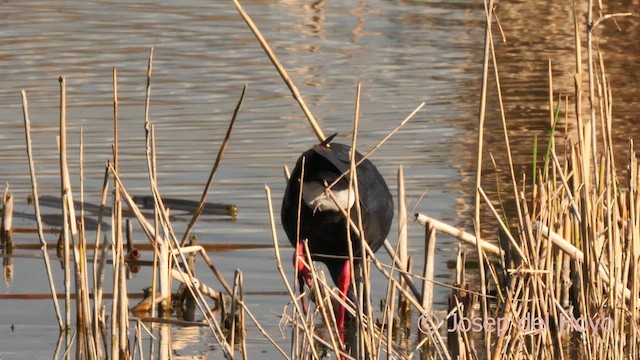 セイケイ - ML634349315