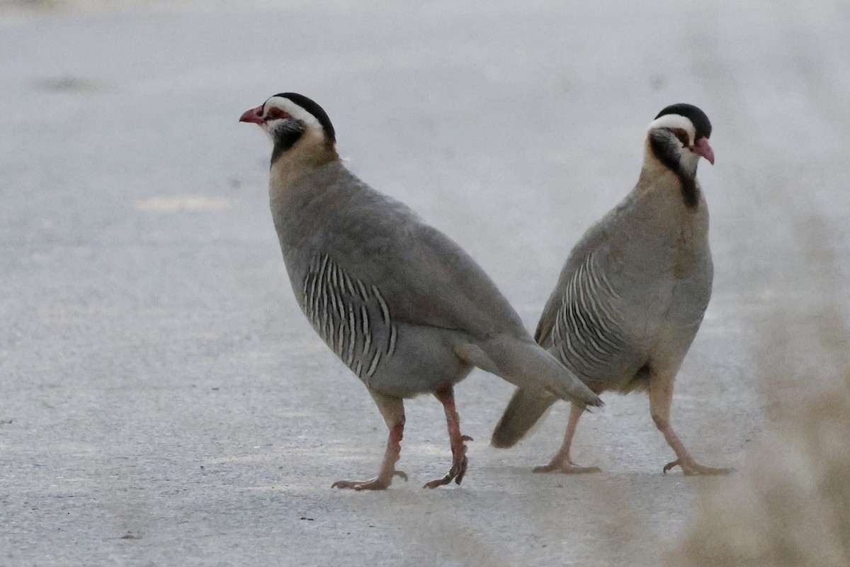 Arabian Partridge - ML634349426