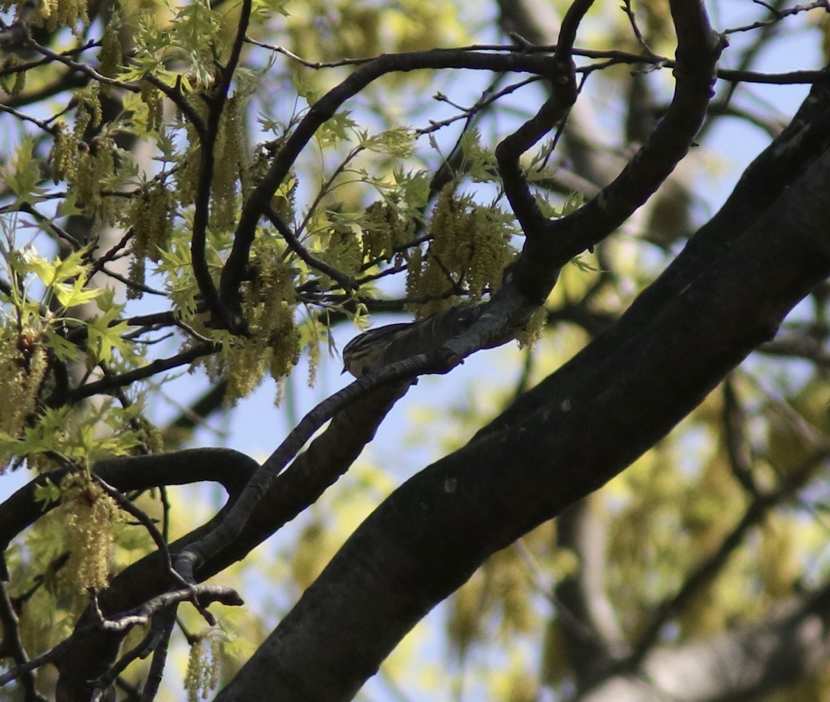 Cerulean Warbler - ML634349662