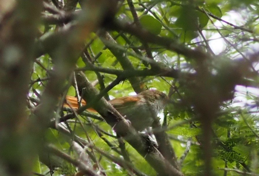 Chinchipe Spinetail - ML634349683