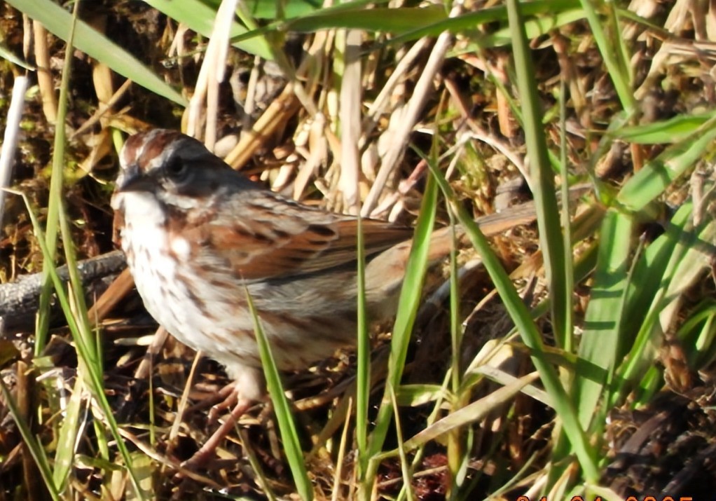 Song Sparrow - ML634349853