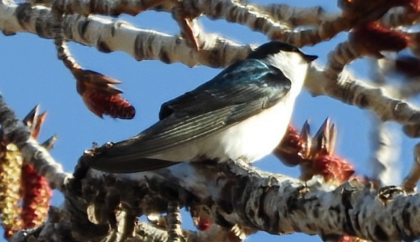 Tree Swallow - ML634349863