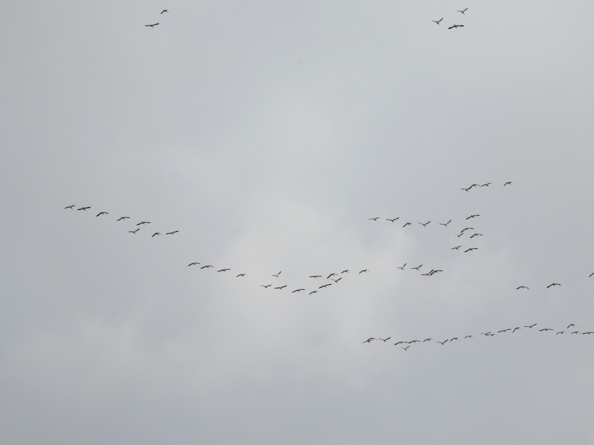 Snow Goose - ML634350122