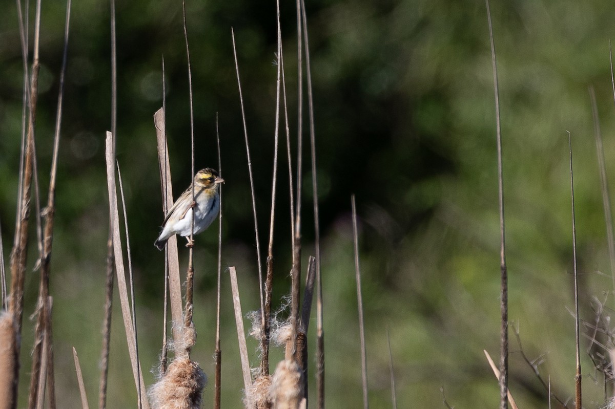 Yellow-crowned Bishop - ML634350147