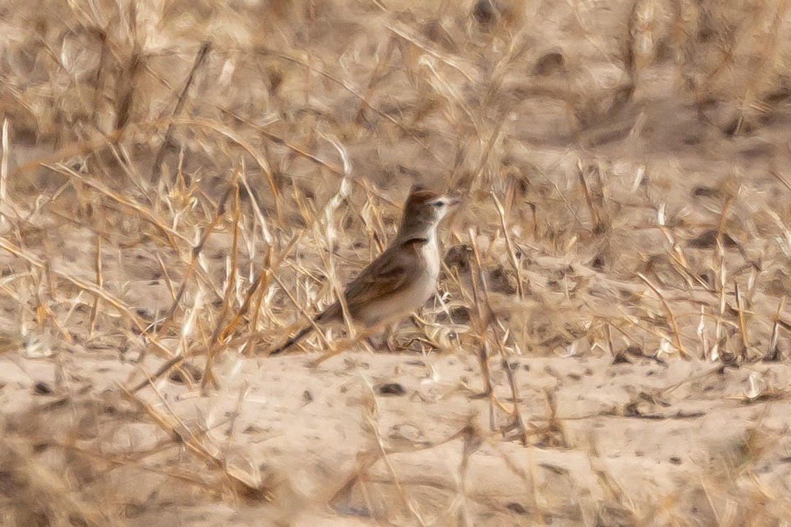 Red-capped Lark - ML634350492
