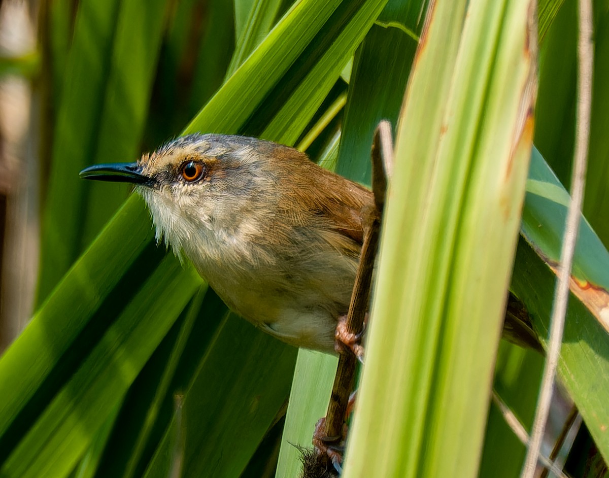 Gray-crowned Prinia - ML634350521