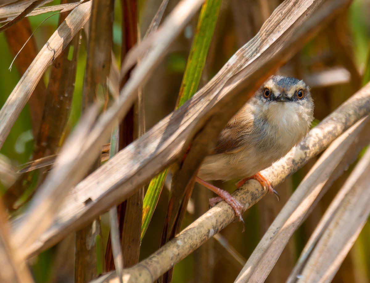 Gray-crowned Prinia - ML634350522