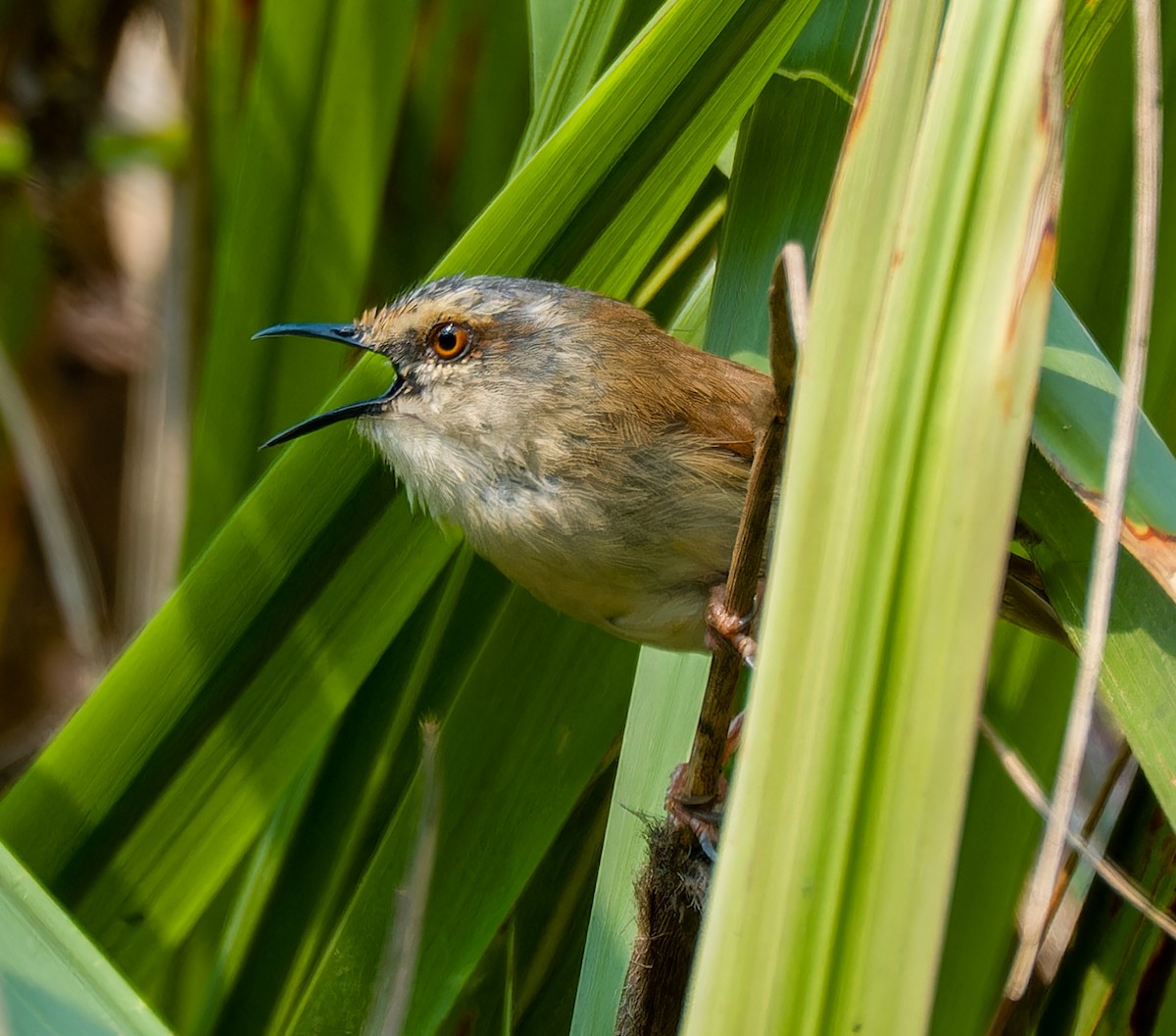 Gray-crowned Prinia - ML634350523