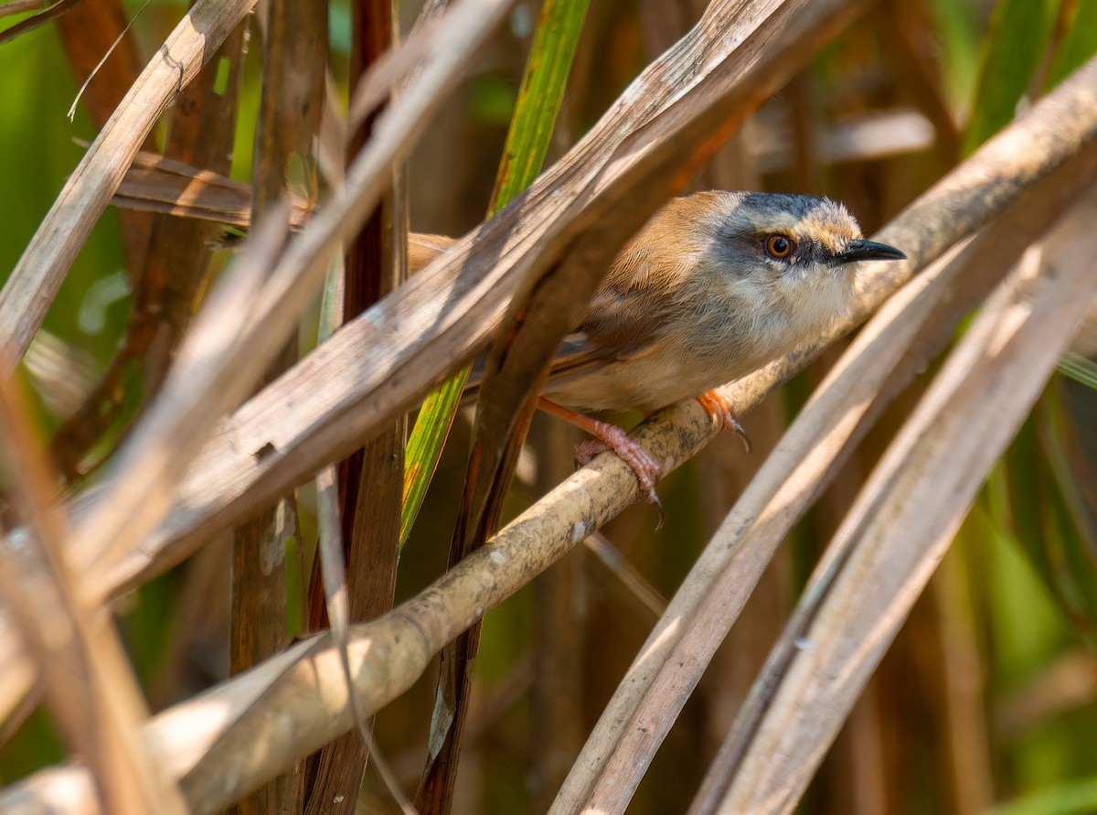 Gray-crowned Prinia - ML634350524