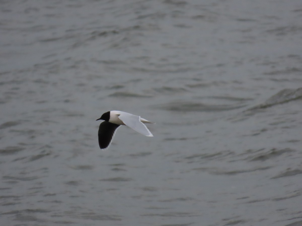 Little Gull - ML634350616