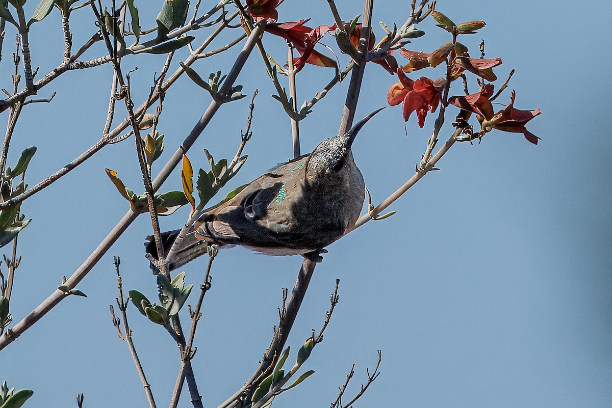 Dusky Sunbird - Ian Burgess