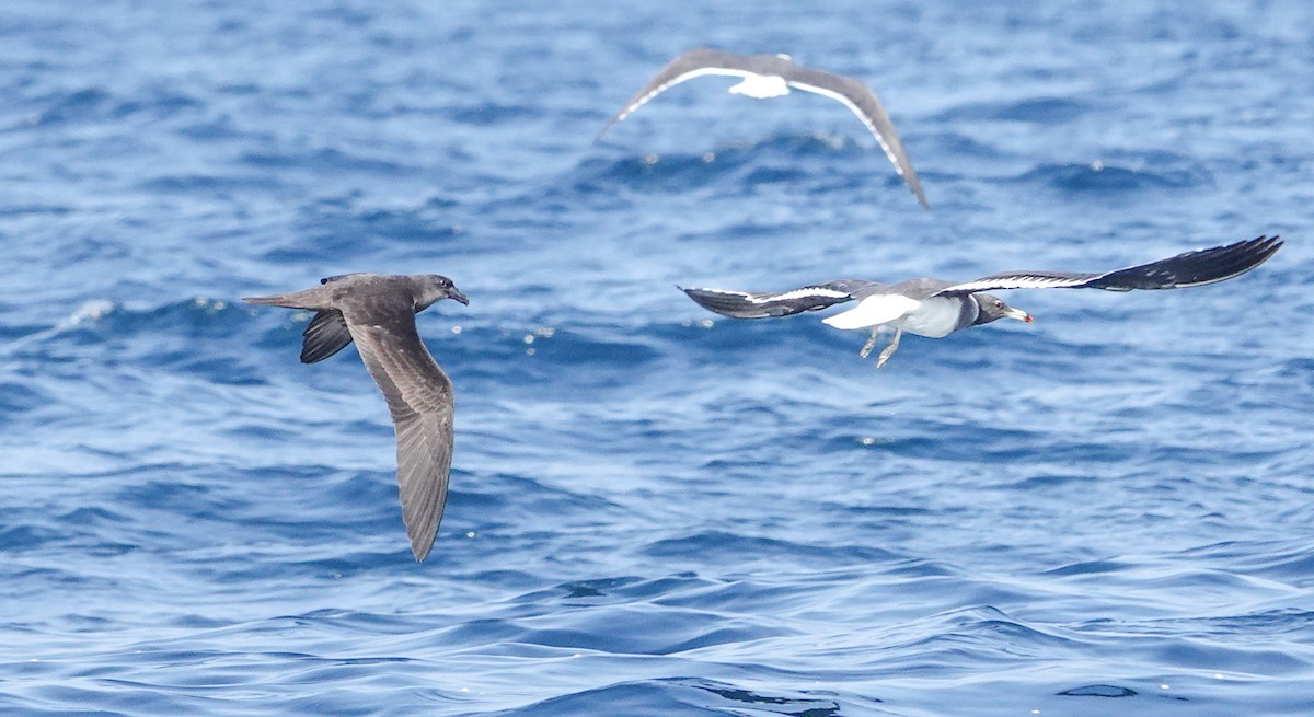 Jouanin's Petrel - ML634350630