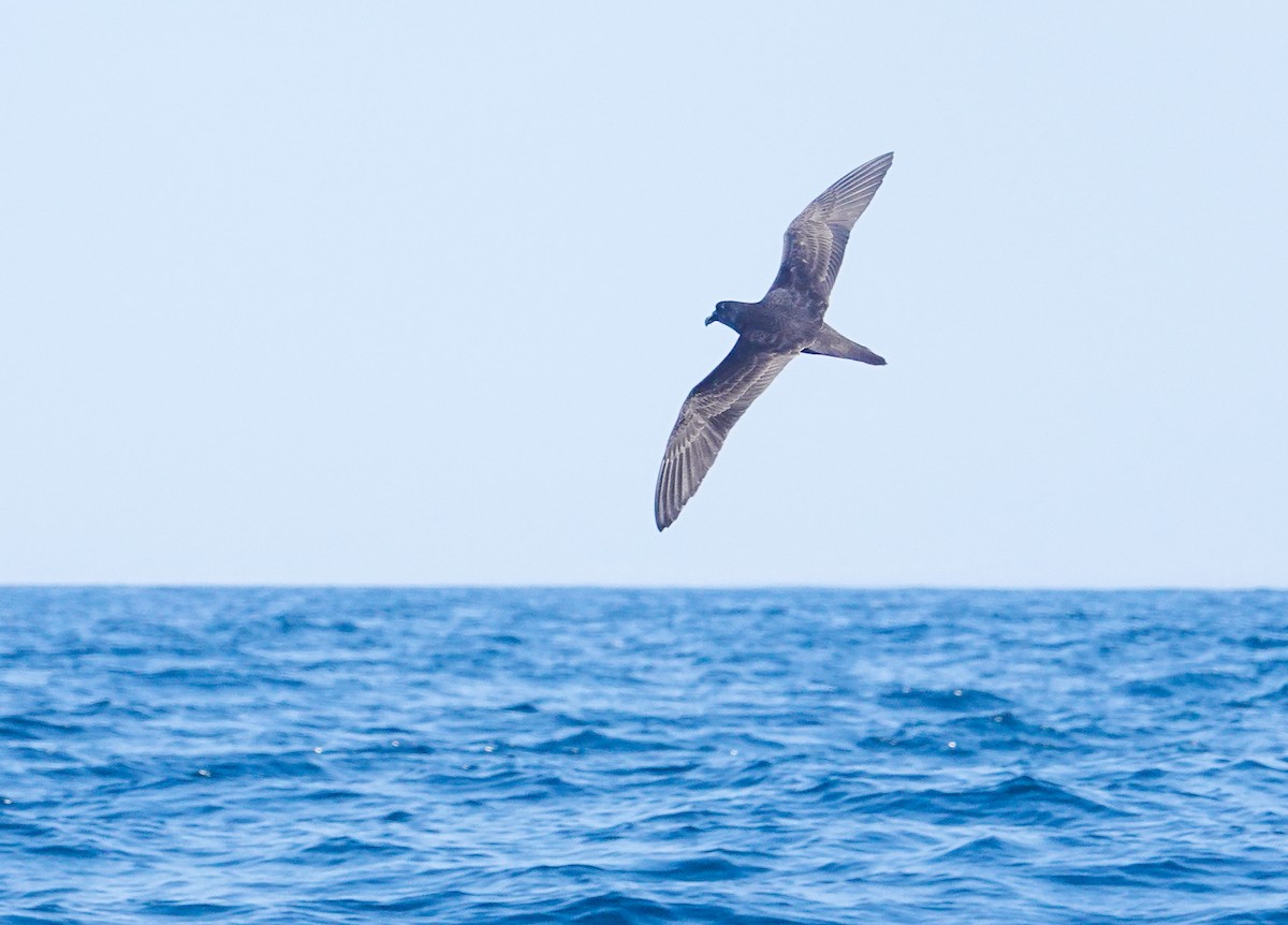 Jouanin's Petrel - ML634350631