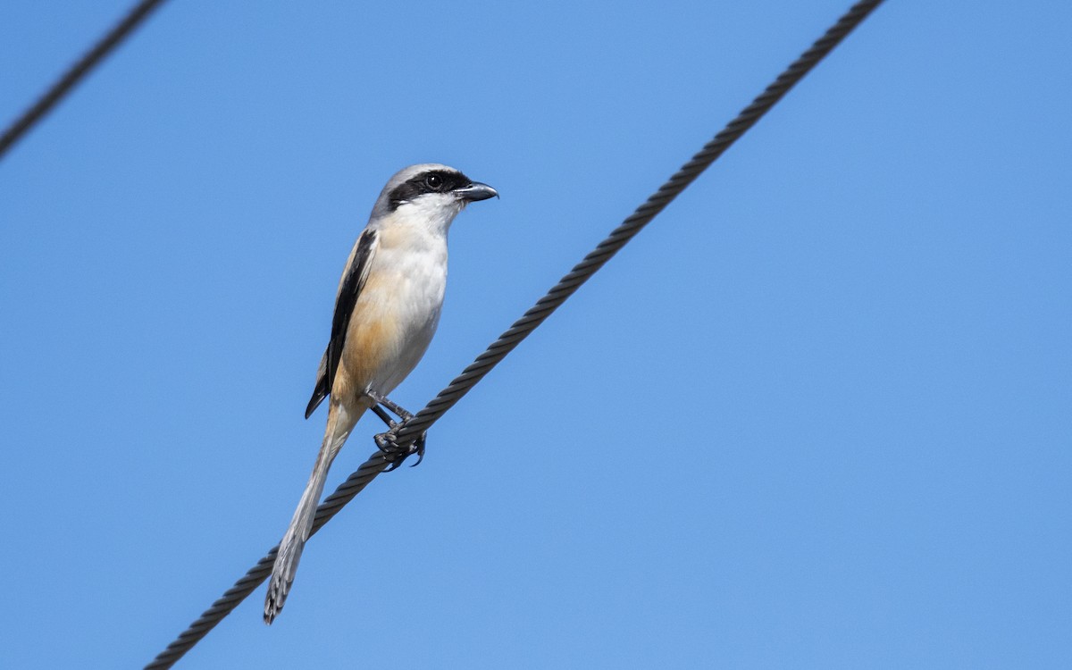 Long-tailed Shrike - Ashraf Anuar Zaini