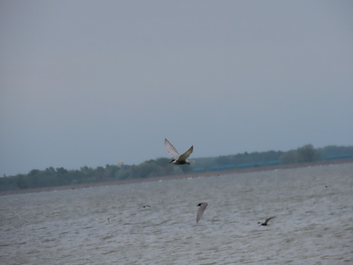 Whiskered Tern - ML634350648