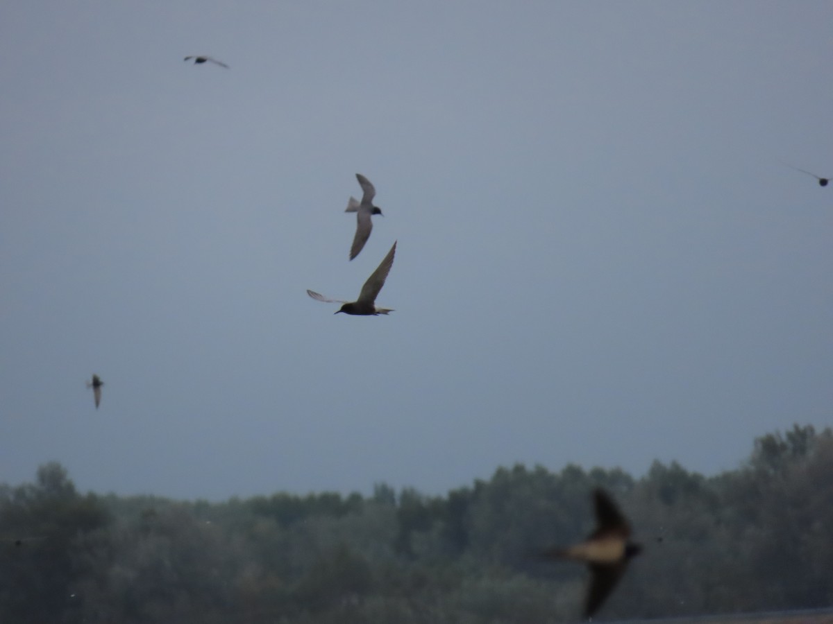 Black Tern - ML634350653